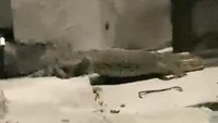 Geger Buaya 1,5 Meter Masuk Permukiman Warga di Palu