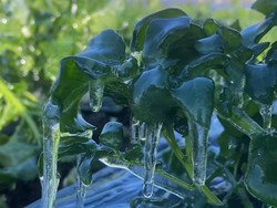 Daun-daun sampai Membeku, Suhu Dieng Capai -6 Derajat Celcius