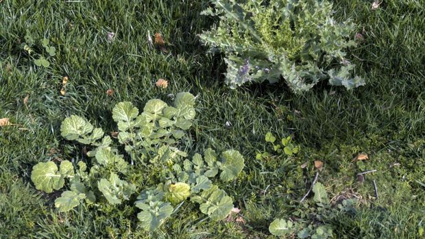 Various weeds growing in an unkept lawn.