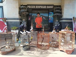Spesialis Pencuri Burung di Rumah-rumah Warga Denpasar Ditangkap Polisi