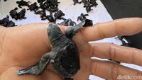 Melihat Rumah Penetasan Telur Penyu di Banyuwangi