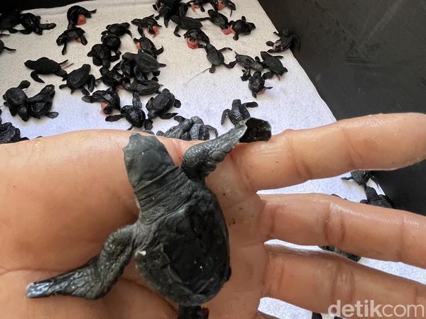 Melihat Rumah Penetasan Telur Penyu di Banyuwangi
