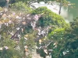 Pohon di Pinggir Kali Sunter Jakut Ini Jadi Sarang Layangan Nyangkut