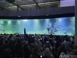 Akuarium Pangandaran Sulap Dunia Bawah Laut Jadi Arena Pesta Bola