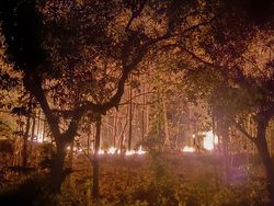 Hutan di Balong Ponorogo Terbakar Hebat, Api Diduga dari Puntung Rokok