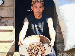 Petani Malinau Curhat Diminta Pemda Tanam Vanili, tapi Bingung Jual Ke Mana