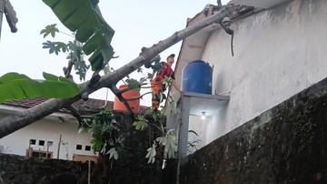 Pohon Tumbang Timpa Rumah di Bogor Imbas Angin Kencang