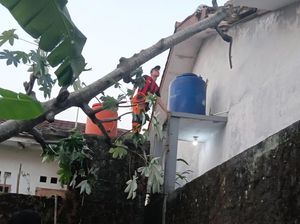 Pohon Tumbang Timpa Rumah di Bogor Imbas Angin Kencang