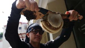 Relokasi Lebah Perkotaan, Cara Singapura Menjaga Keseimbangan Alam