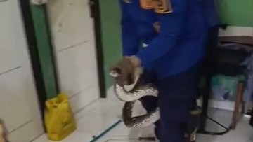 Ular Sanca Ngagetkan Warga Bogor, Evakuasi Cepat Damkar