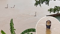 Viral Video Ular Kobra Berkeliaran di Lokasi Banjir China