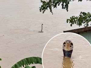 Viral Video Ular Kobra Berkeliaran di Lokasi Banjir China