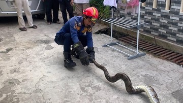 Ular Sanca 2 Meter Sembunyi di Kolong Meja Kamar, Warga Bogor Hubungi Damkar