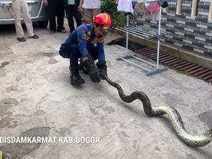 Ular Sanca 2 Meter Sembunyi di Kolong Meja Kamar, Warga Bogor Hubungi Damkar
