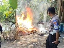 Digerebek Polisi, Arena Sabung Ayam di Sidoarjo Dibongkar Lalu Dibakar