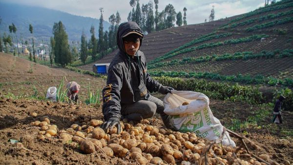 Panen Kentang Granola Warnai Musim Kemarau di Ranupani