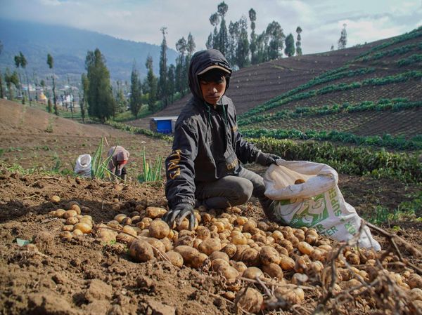 Panen Kentang Granola Warnai Musim Kemarau di Ranupani