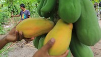 Petani Aceh Barat Panen Pepaya California