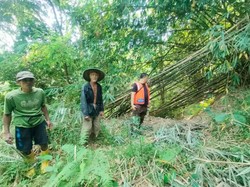 Lansia Kuningan Hilang Misterius di Hutan