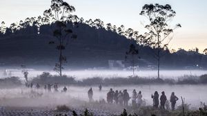 Suhu Minus 3 Derajat, Dieng Diselimuti Embun Beku