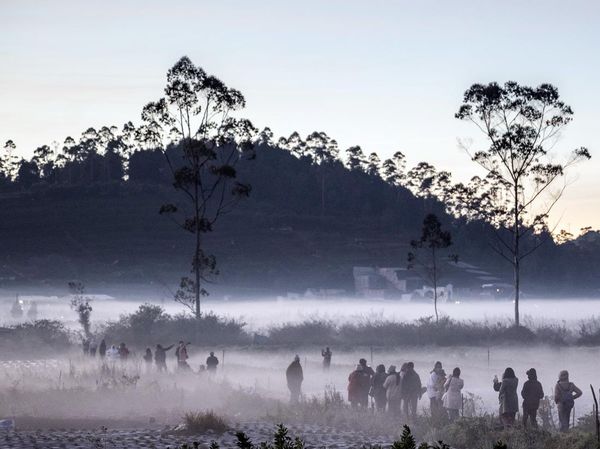 Suhu Minus 3 Derajat, Dieng Diselimuti Embun Beku