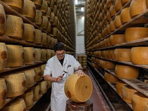 Gelombang Panas Ancam Produksi Keju Parmigiano