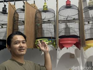 Kisah Adhyaksa di Surabaya Berternak Murai Batu Jawara Lintas Negara