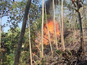 3,5 Hektare Lahan di Panggul Trenggalek Terbakar