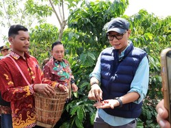 Gubernur Lampung Kenalkan Pupuk Hayati untuk Tingkatkan Produktivitas Kopi