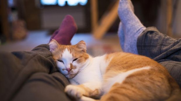 posisi tidur kucing posisi tidur kucing di antara kaki manusia