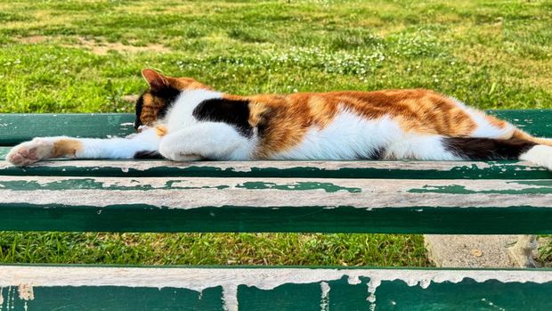 posisi tidur kucing posisi tidur kucing dengan pose superman