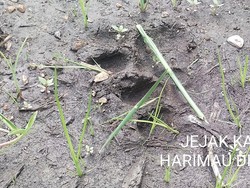 Pria Tewas Diterkam Harimau di Pelalawan, Korban Diseret Sejauh 2 Km