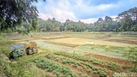 Potret Warga Bercocok Tanam di Dasar Situ Rancabungur yang Menyusut