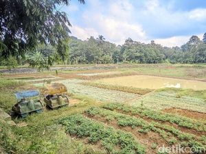 Potret Warga Bercocok Tanam di Dasar Situ Rancabungur yang Menyusut