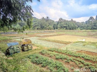 Potret Warga Bercocok Tanam di Dasar Situ Rancabungur yang Menyusut