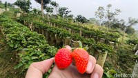 Wisata Petik Stroberi dengan Pemandangan Gunung Ciremai, Tiketnya Rp 35 Ribu