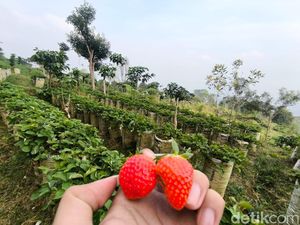 Sensasi Petik Stroberi  di Kaki Gunung Ciremai Kuningan