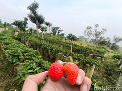 Sensasi Petik Stroberi  di Kaki Gunung Ciremai Kuningan