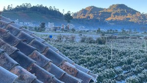 Muncul Embun Es di Dieng, Apa Penyebabnya? Ini Kata Pakar BRIN