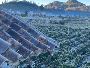 Muncul Embun Es di Dieng, Apa Penyebabnya? Ini Kata Pakar BRIN