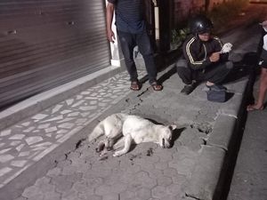 Duh! Lagi Liburan di Bali, Turis China Malah Digigit Anjing Diduga Kena Rabies