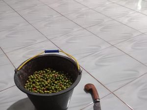 Kepergok Petik Kopi Tetangga, Lansia di Bengkulu Bayar Ganti Rugi Rp 8 Juta