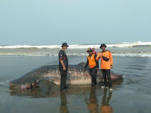 Hiu Tutul 1 Ton Kembali Ditemukan Terdampar di Pantai Cilacap