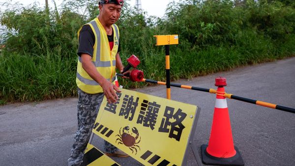 Konservasi Unik di Taiwan, Jalan Ditutup Demi Migrasi Kepiting Bakau