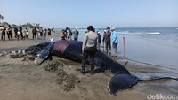Paus Bungkuk Raksasa yang Terdampar di Bali Mati Meski Sudah Dievakuasi 2 Kali