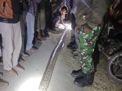Penampakan Piton 6 Meter Gigit-Lilit Petani Wanita hingga Tewas di Mubar