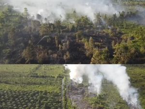 Titik Api Karhutla Bermunculan di Kotim hingga Petugas Kewalahan