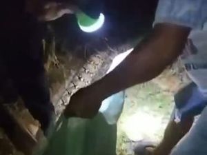 Wanita di Muna Barat Tewas Dililit Ular Piton 6 Meter Saat Pulang dari Kebun