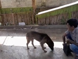 Heboh 3 Anjing Peliharaan Serang Pemotor di Bengkulu, Satpol PP Turun Tangan