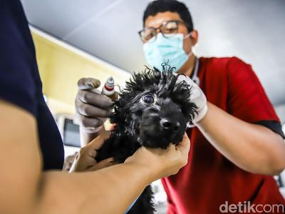 Canggih! Mobil Klinik Hewan Keliling Datangi Permukiman, Kucing dan Anjing Bisa Berobat Dekat Rumah